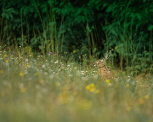 rabbit in the grass