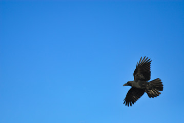 カラス　空　素材