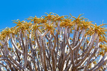 Detail of the quiver tree, or aloe dichotoma, Keetmanshoop, Namibia