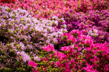 Fototapeta premium Blumen pink rosa sommer 