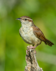 Carolina Wren