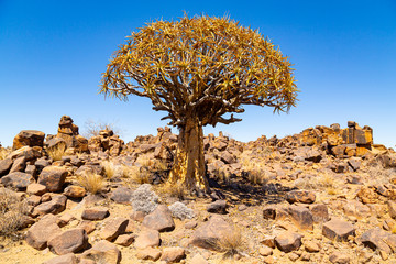 The quiver tree, or aloe dichotoma, Keetmanshoop, Namibia