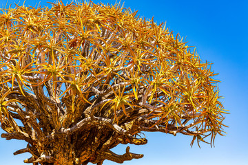 Detail of the quiver tree, or aloe dichotoma, Keetmanshoop, Namibia