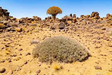 The quiver tree, or aloe dichotoma, Keetmanshoop, Namibia