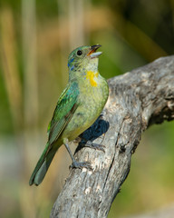 Painted Bunting Immature Male