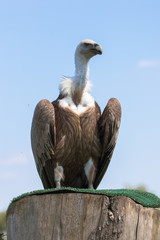Griffon vulture (latin name Gyps fulvus)
