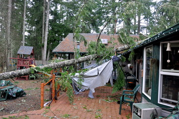 Tree Meets House