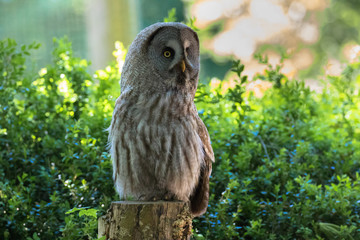 Great grey owl on a stump