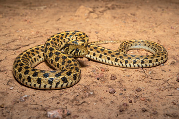 Macy's Checkered Gartersnake
