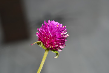 Beautiful pink flower close up photography in rainy season