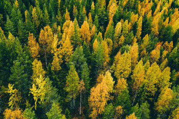 Aerial top view of  yellow and orange autumn trees in forest in rural Finland.