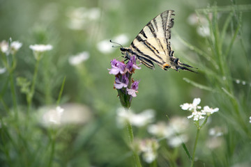 Beautiful butterfly Iphiclides Podalirius  on a forest flower in a forest glade