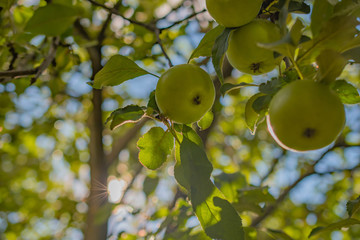 A group of ripe yellow apples on a branch of an Apple tree in green foliage against the background of foliage and sun rays: a place for text, harvest
