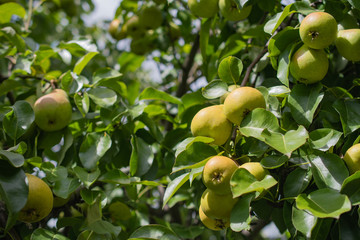 Background of many ripe yellow pears on a branch of a pear tree in green foliage in the garden on a bokeh background: healthy food concept, harvest, place for text