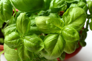 Enlarged photo of green fresh basil with water drops. View from above. Image of juicy healthy greens. Vegetarian, vegan, raw food. Proper nutrition. Healthy lifestyle.