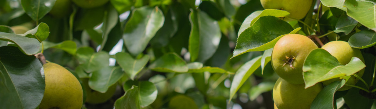Four ripe yellow pears on a branch of a pear tree in the green foliage in the garden on the background of bokeh: the concept of healthy food, harvest, a banner with a place for tektsa