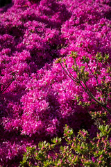 Obraz premium Blumen pink rosa sommer 