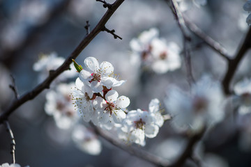 Nice white apricot spring flowers branch on blue sky background