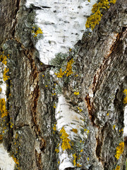 tree bark texture