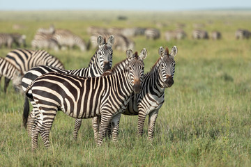 Fototapeta na wymiar Three zebras looking alert standing in the grassy plains of Serengeti National Park in Tanzania