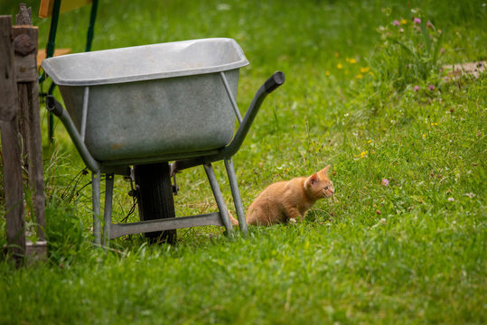Wheelbarrow and cat in the garden . Schubkarre und Katze im Garten