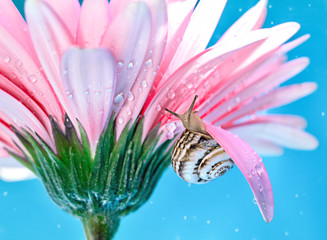 : Little snail on pink wet gerbera flower