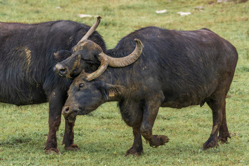 Fototapeta premium Graul mich mal in Nacken