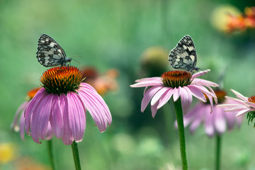 Beautiful butterfly Melanargy Galatea  on echinacea flowers on a summer day in the garden