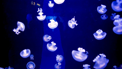 little jellyfish, swimming in the sea