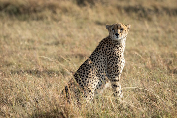 Naklejka premium Adult cheetah sitting upright looking alert in Masai Mara Kenya