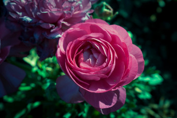 Blumen pink rosa sommer 