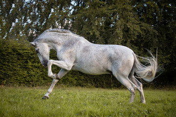 Temperamentvoller Lusitano
