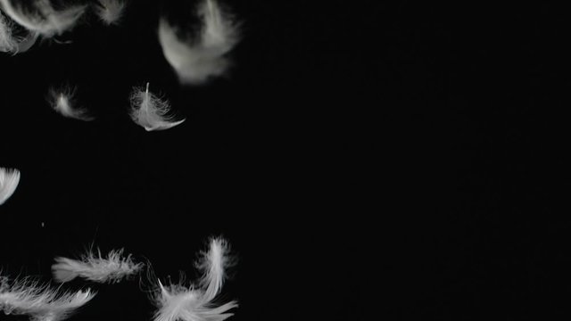 Beautiful texture of many flying white feathers  for using in composition,  on black background isolated. Screen mode for blending or transitions.  Slow motion 200 fps