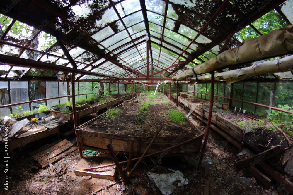 Wall mural old abandoned greenhouse with plants