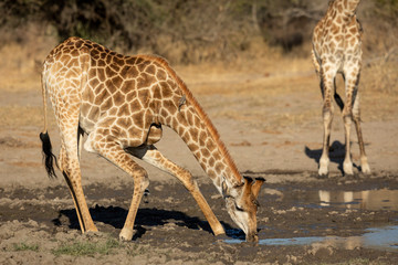 Naklejka na ściany i meble Adult male giraffe drinking water from a puddle with ox peckers on its legs in Kruger Park South Africa