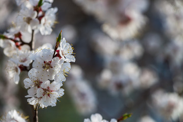Nice white apricot spring flowers branch on blue sky background