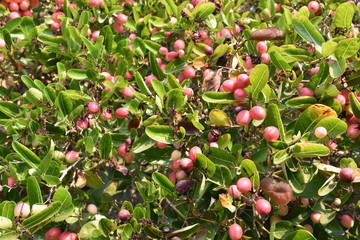 Mango yawning lime boo is herbal fruit, the ripe fruit will be sweet and tender, With high iron and vitamin C.