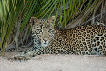Beautiful adult leopard with green eyes lying in sand by a palm tree in Kruger Park South Africa