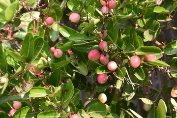 Mango yawning lime boo is herbal fruit, the ripe fruit will be sweet and tender, With high iron and vitamin C