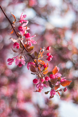 blooming of paradise apple trees in spring in the park