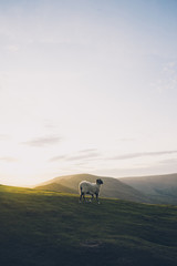 Sunset Sheep