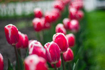 beautiful bloom of pink tulips in spring in the park
