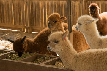 Herd of young alpacas eating in a barn
