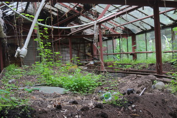old abandoned greenhouse with plants