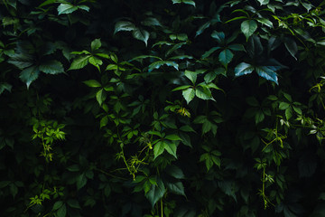 Obraz premium dark ivy as green wallpaper