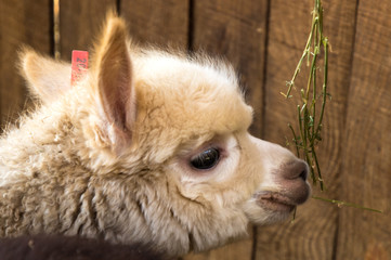 White alpaca cute, head eating grass