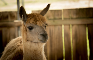 close up of a beige and white alpaca