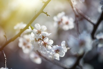 Nice white apricot spring flowers branch on blue sky background