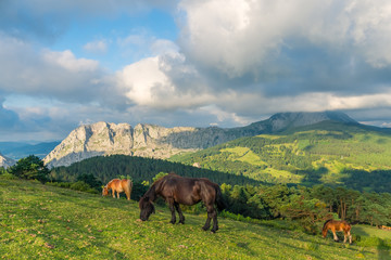 A scene of three horses in the natural park of Urkiola