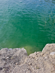 fish near the shore